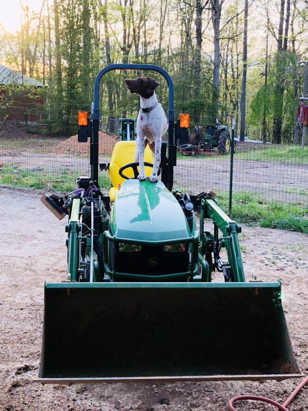 /Images/uploads/Southeast German Shorthaired Pointer Rescue/segspcalendarcontest2018/entries/9181thumb.jpg